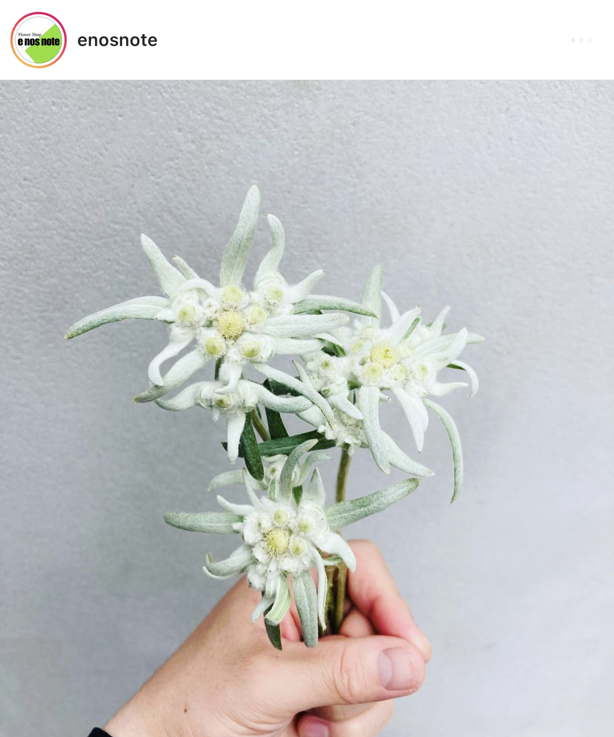 今日のお花エーデルワイス E Nos Note