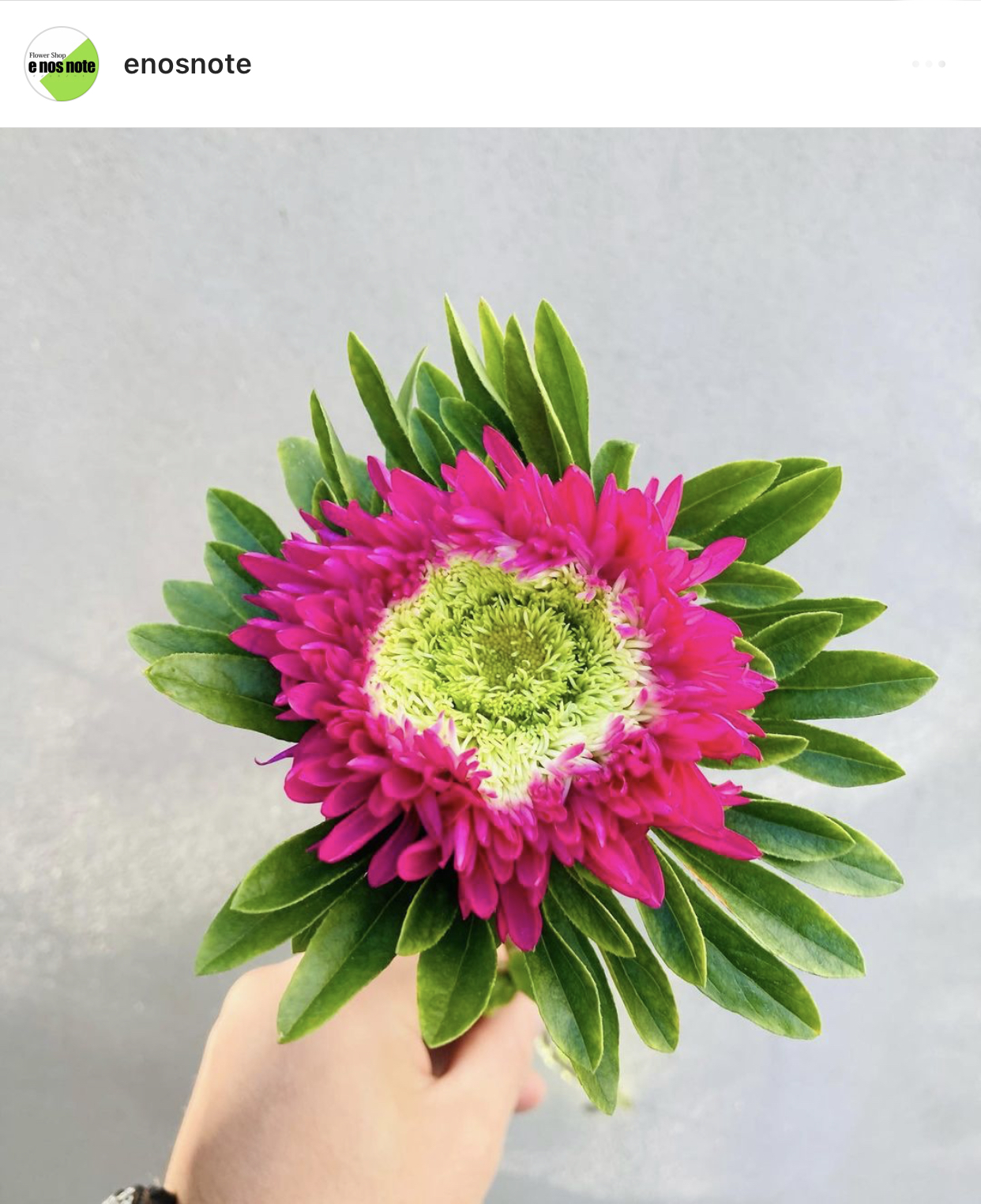 今日のお花🌼  アスター　カーマイン