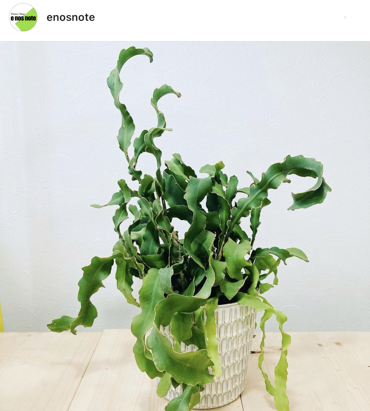 本日の植物エピフィルム ガテマレンシス E Nos Note 本日の植物エピフィルム ガテマレンシス E Nos Note