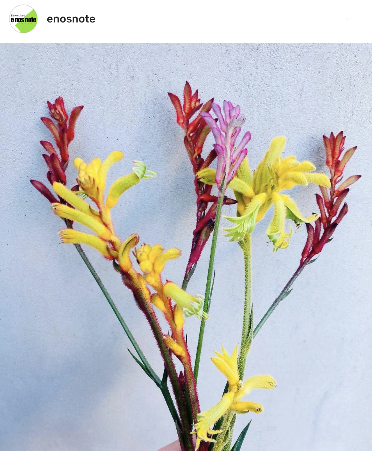 今日のお花🌼 カンガルーポー