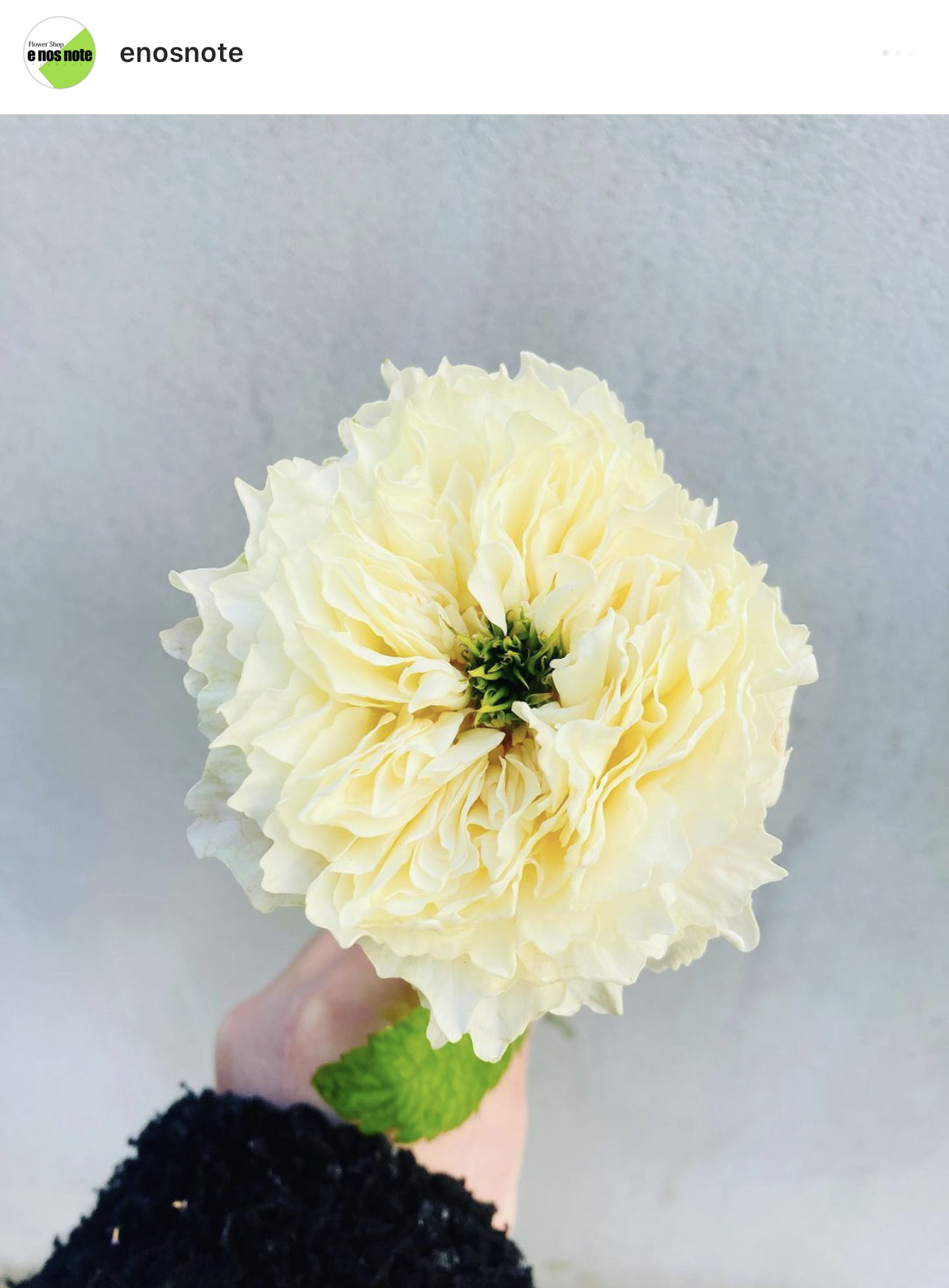 今日のお花🌼  バラ　オール4キュートホワイト