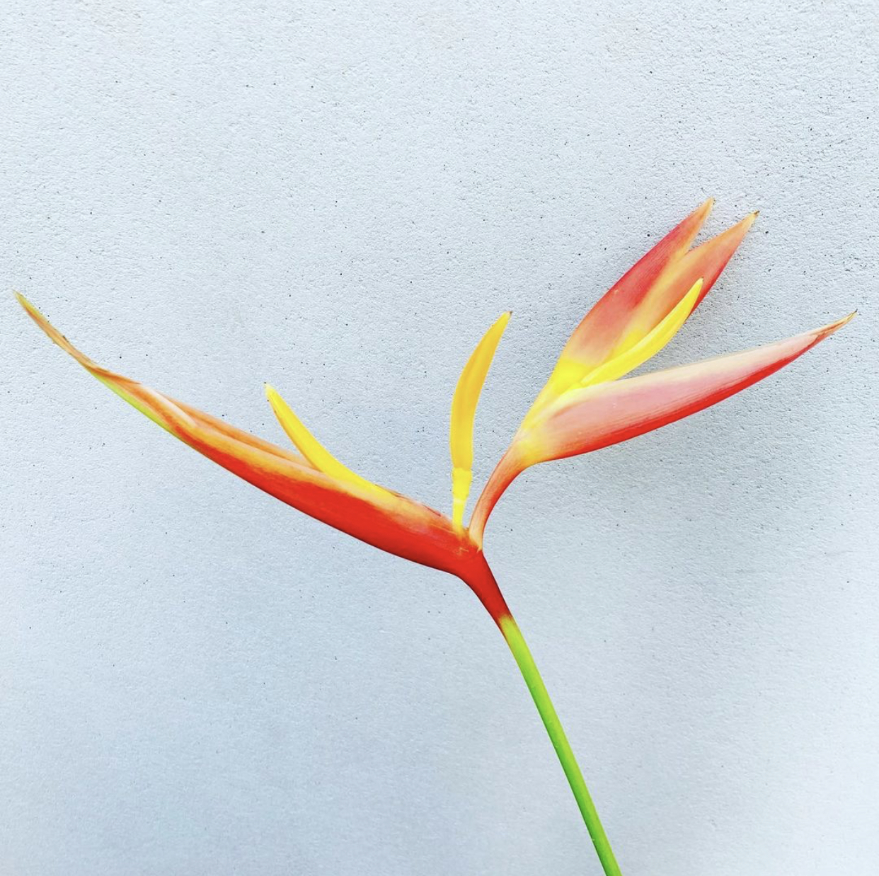 今日のお花ヘリコニア E Nos Note