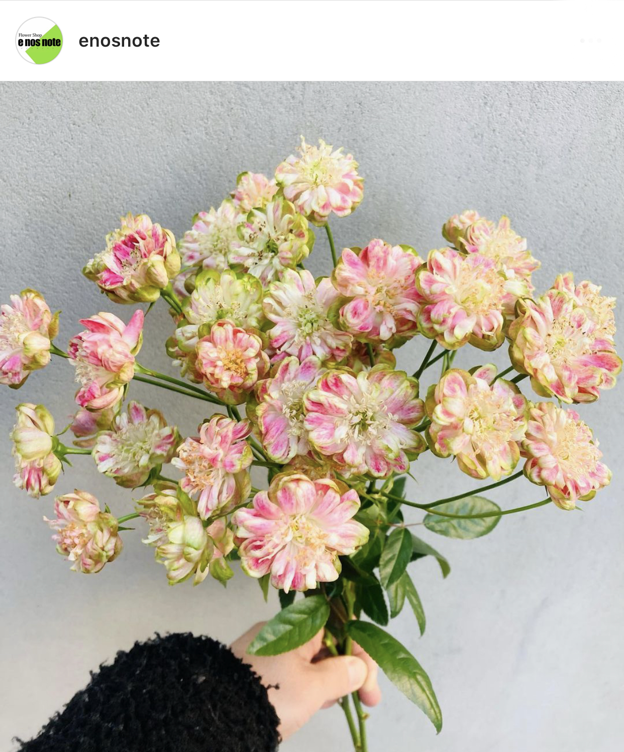 今日のお花🌼  バラ　コンフェイト