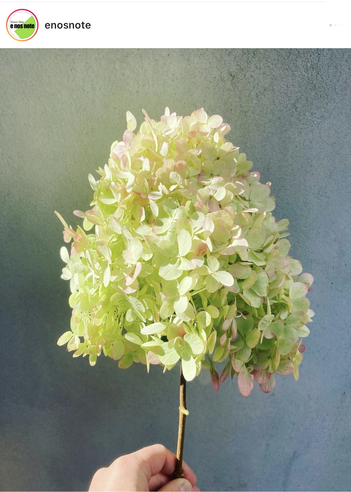 今日のお花🌼  アジサイ　ミナズキ　ライムライトピンク