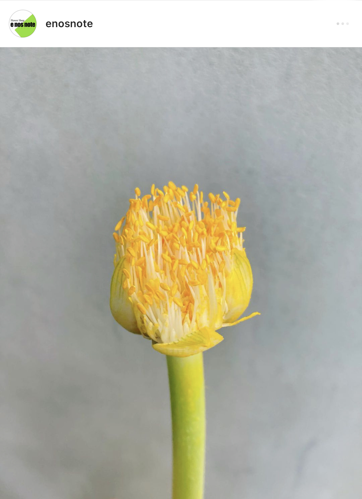 今日のお花🌼  ハエマンサス　ヒガンバナ科