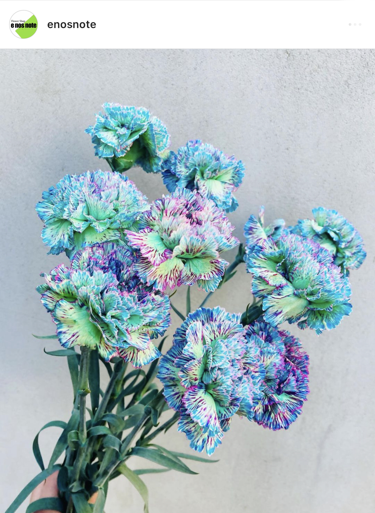 今日のお花🌼  カーネーション　エメラルドブルー