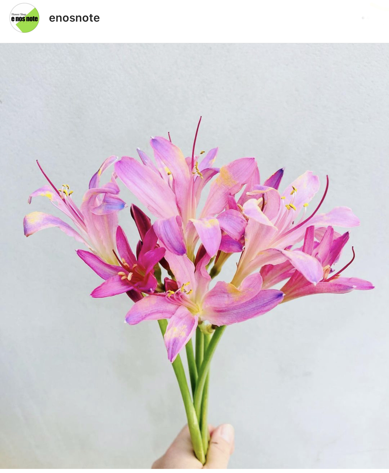 本日のお花🏵リコリス