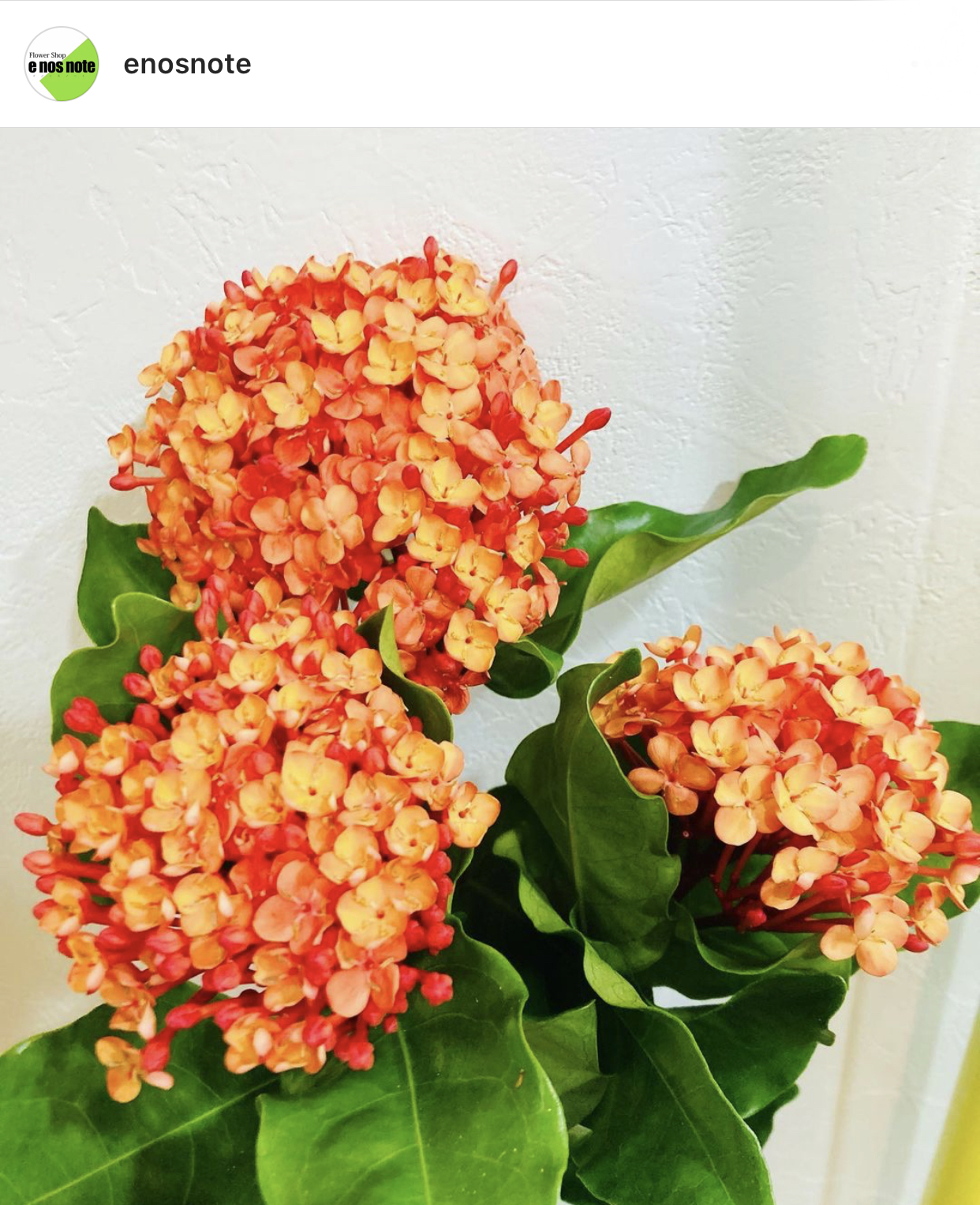 今日のお花🏵サンタカ