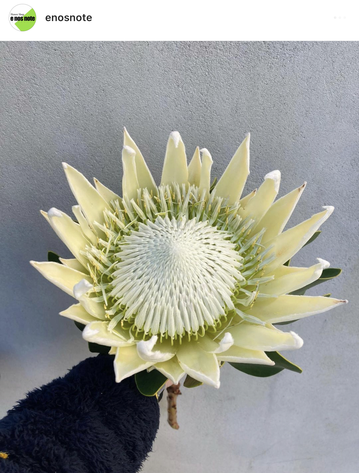 今日のお花🌼 キングプロテア　アークティックアイス