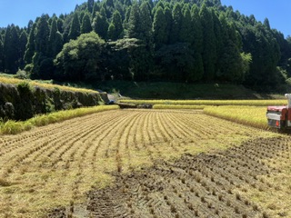 2024年産新米収穫しました。