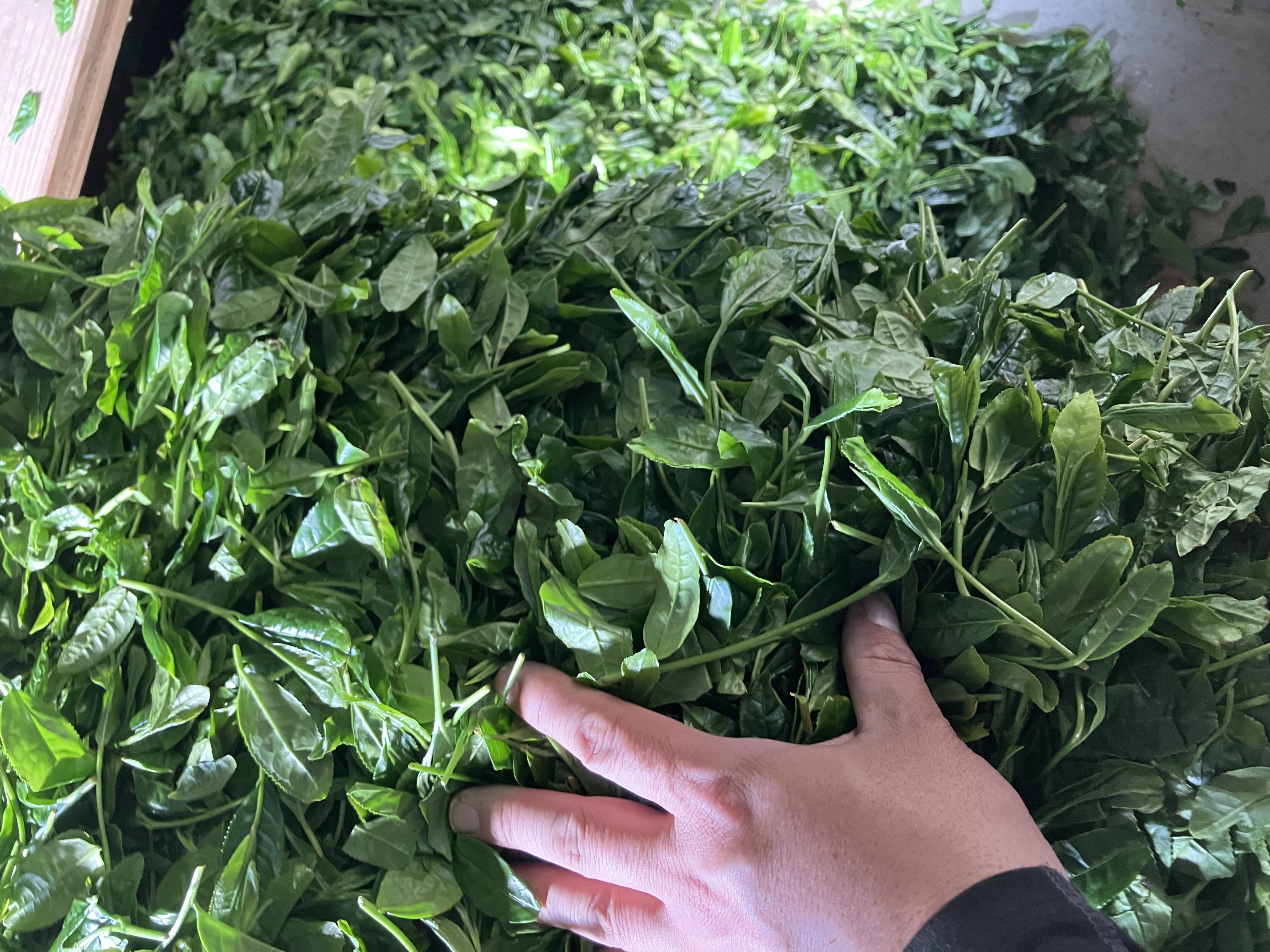 新茶販売開始します