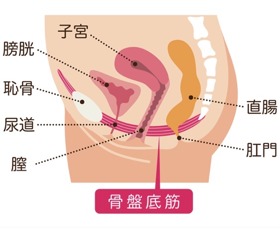 骨盤底筋ってどこ？何？