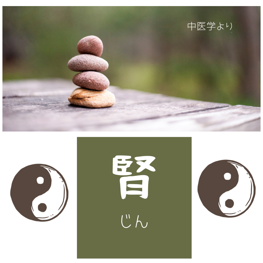 《腎 じん》女性の体と中医学