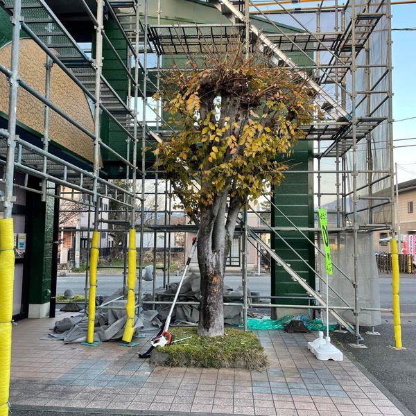先輩に電動チェーンソーばかしてもろうたとです。謝謝！！