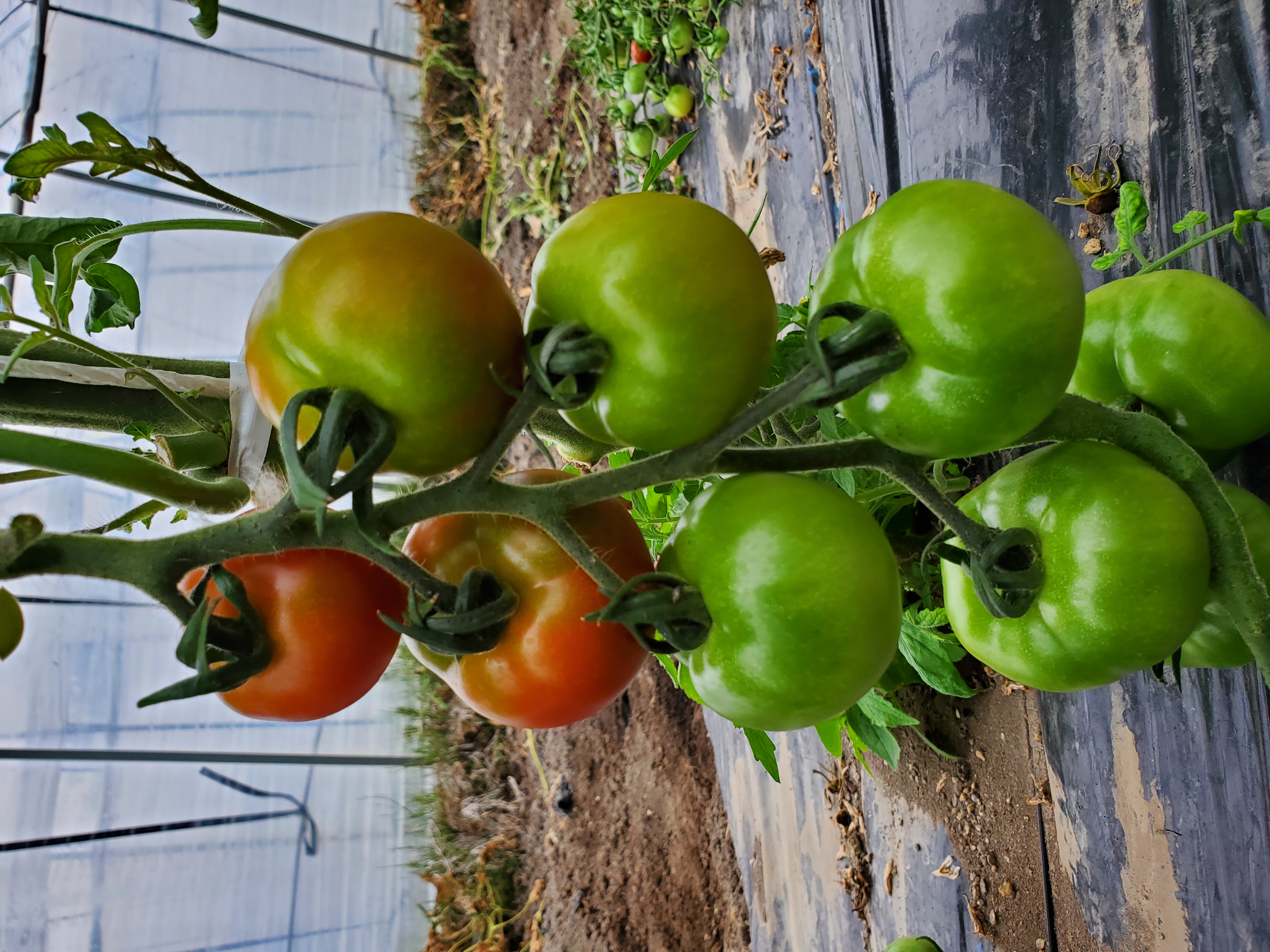 暑い日が続きますね、栄養をつけて夏バテを解消ですね😃