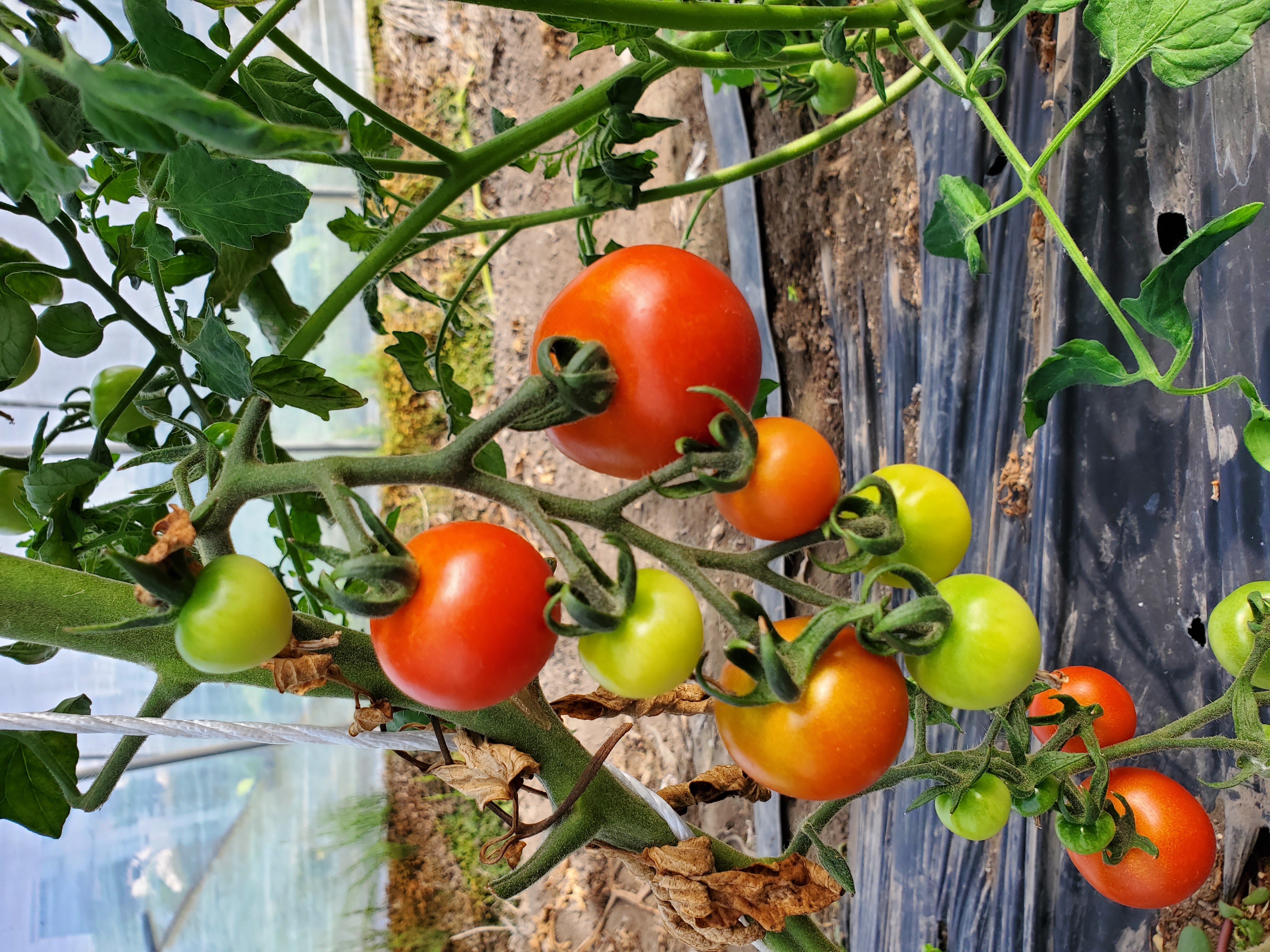 トマトが真っ赤に色づき始めました♪