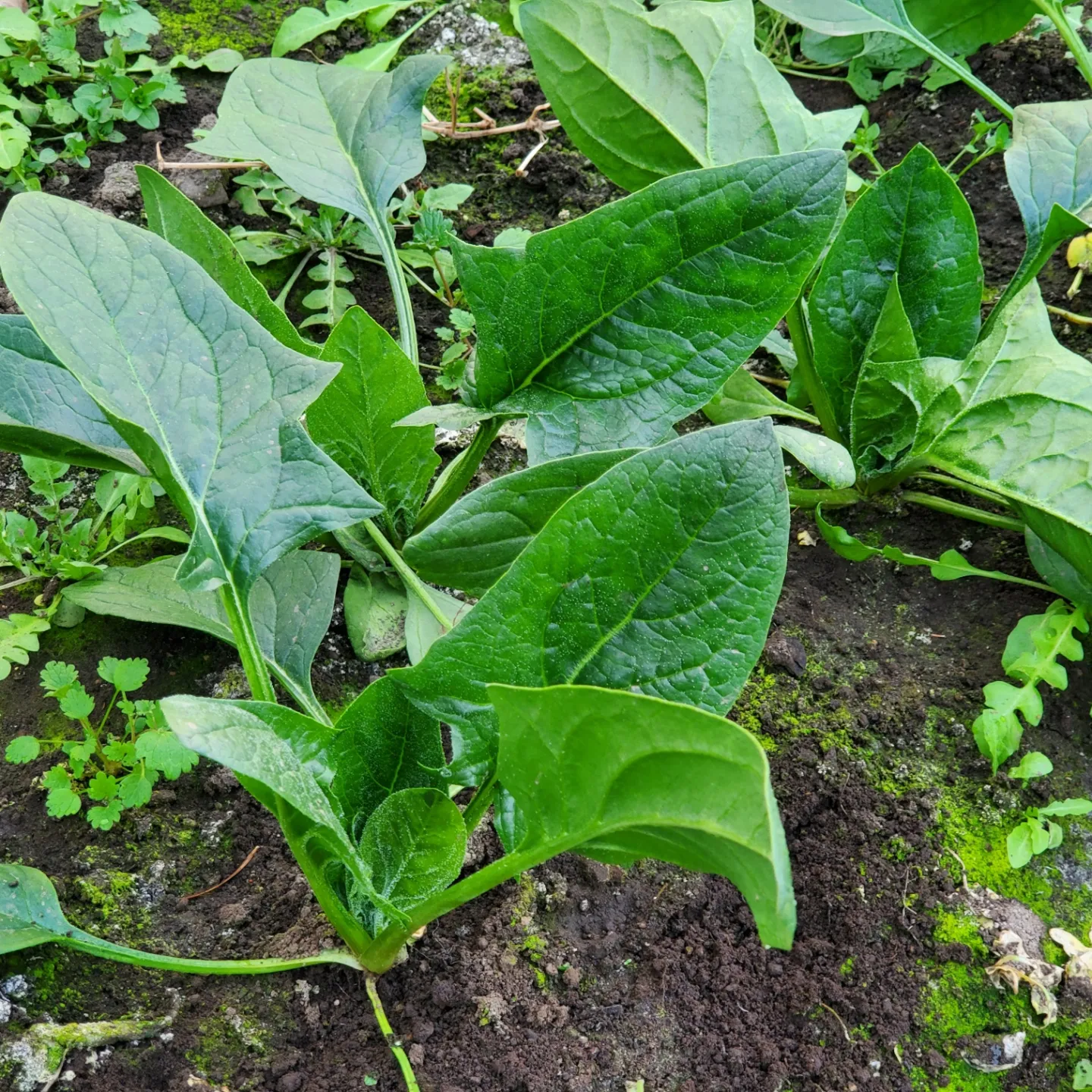 ほうれん草を収穫しています。ラディッシュが成長してきました♪