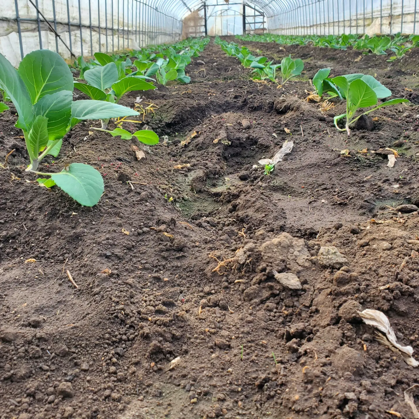 キャベツも成長しています。