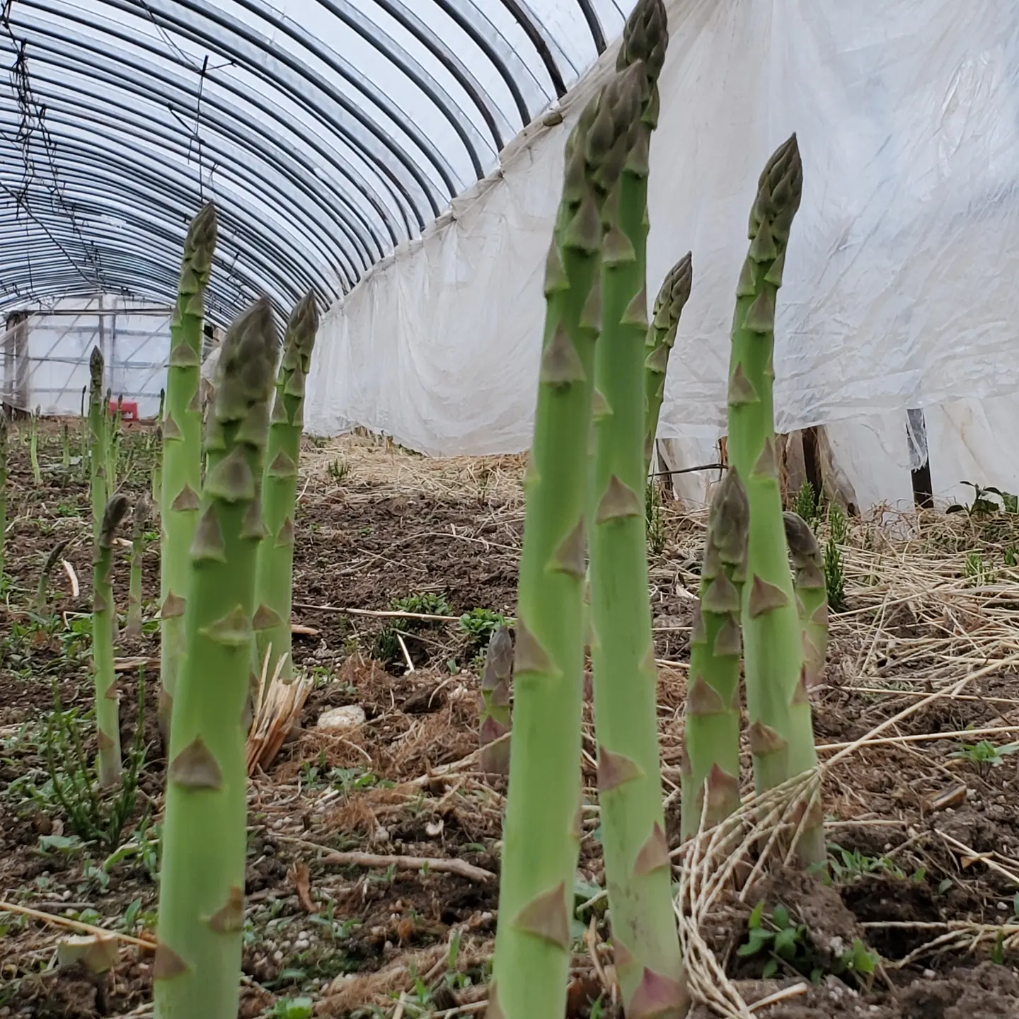暖かくなり、アスパラが元気に成長しています😃
