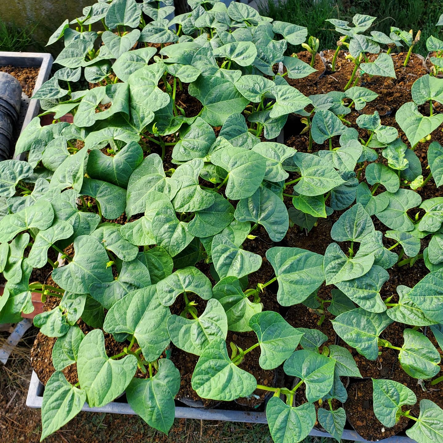 豆の苗が育ちました。