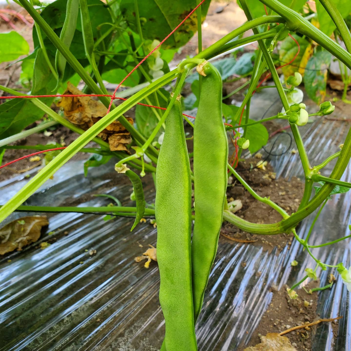 ささぎ豆が最盛期です。肉巻きに煮物、天ぷらにもオススメです♪