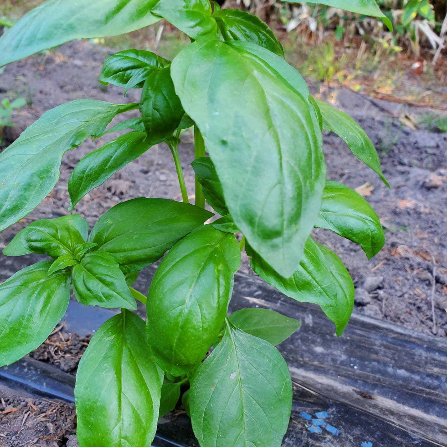バジルの匂いが心地よいです♪