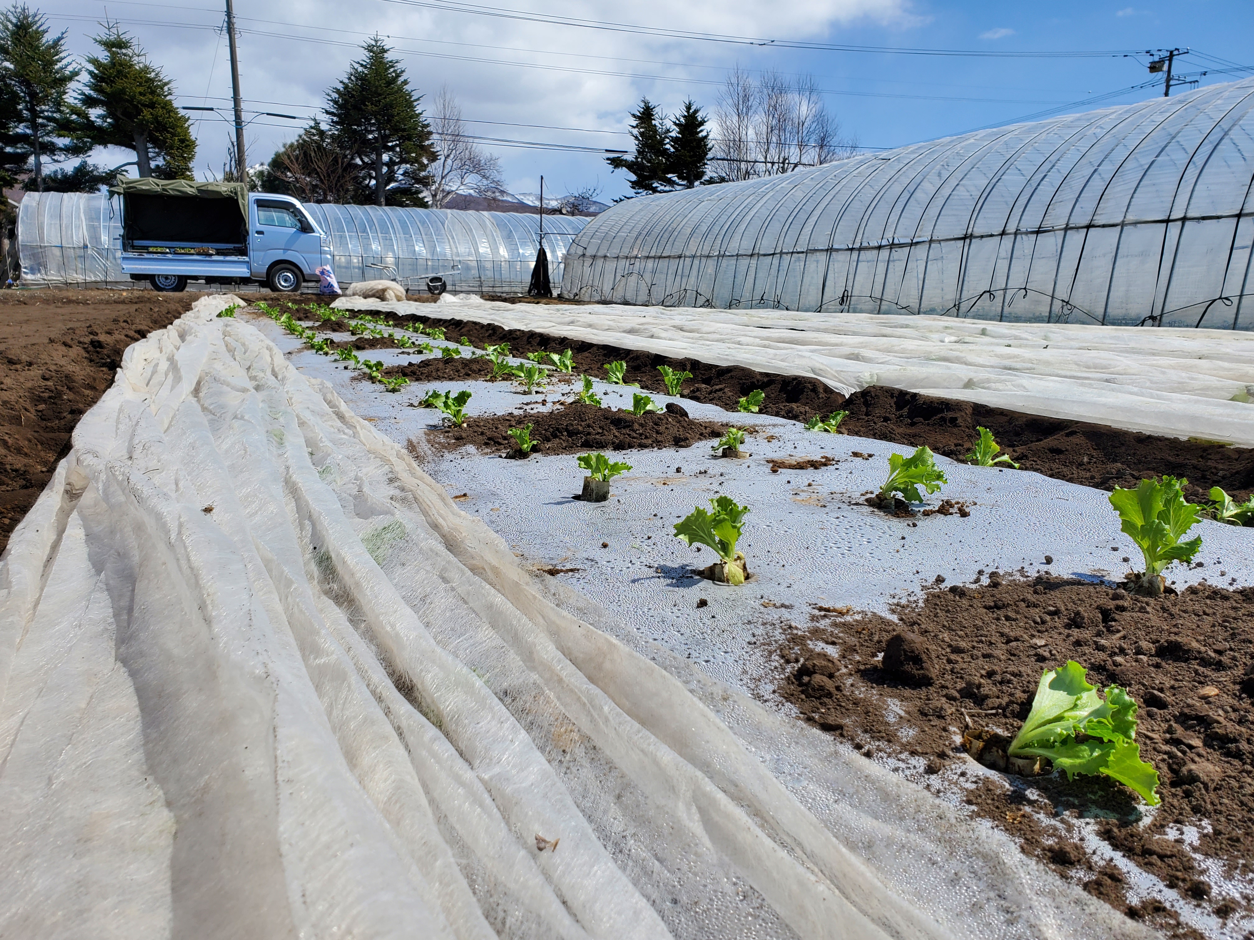 昨日から暖かくなり、レタスを定植しました。