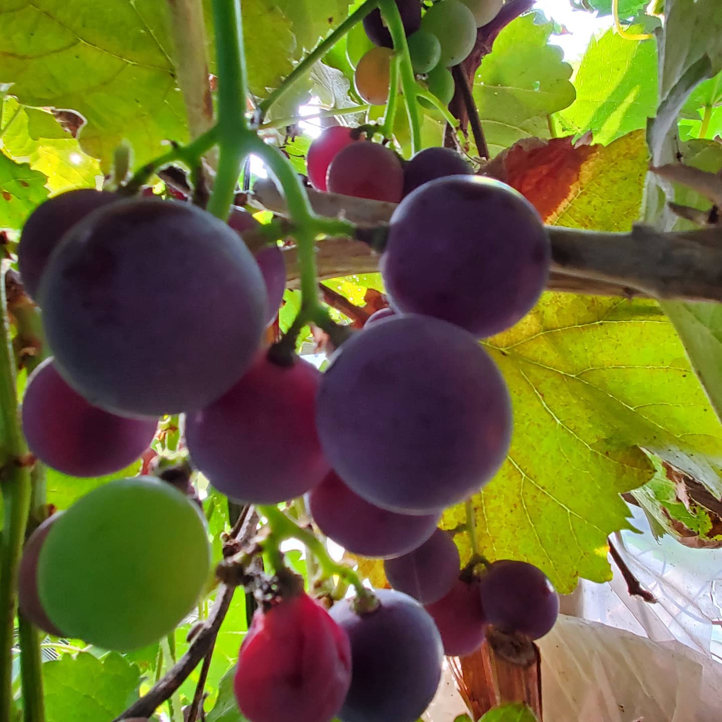 我が家のブドウが実ってきました。毎年の楽しみです♪