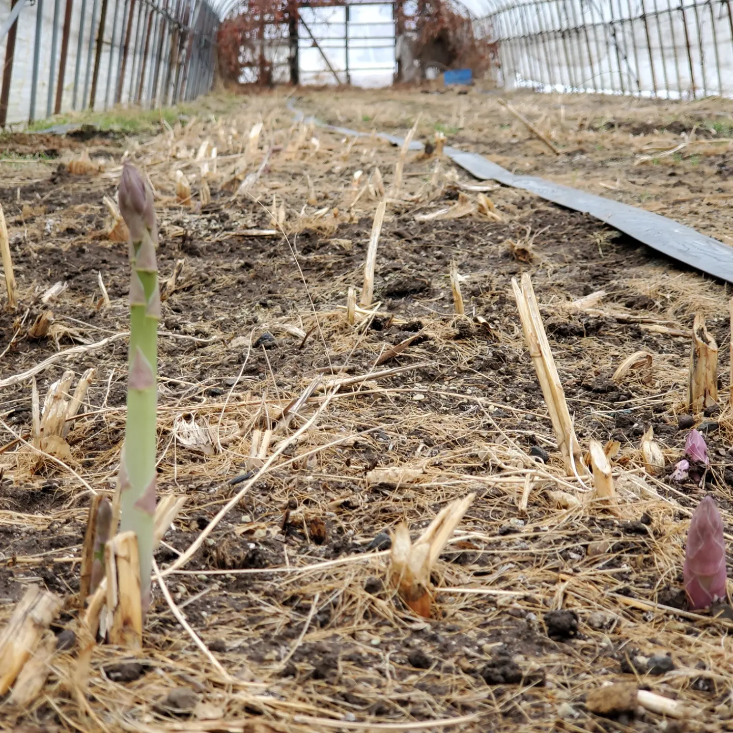 アスパラの収穫が間近となりました❗
