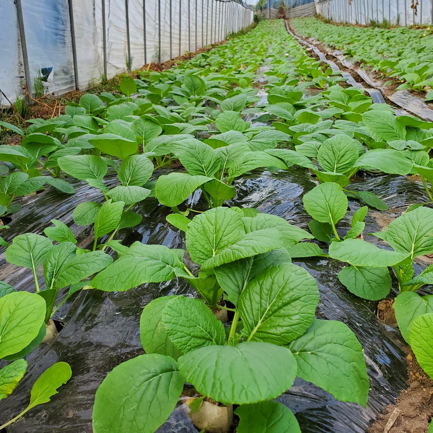 小松菜がもう少しで収穫出来そうです。