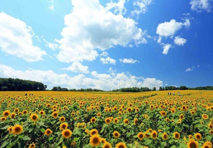 夏季休業のお知らせ