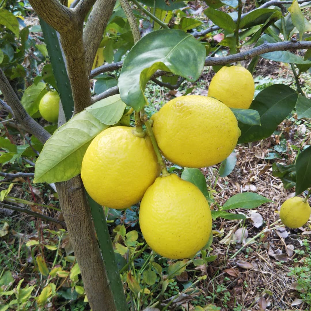 レモンの季節