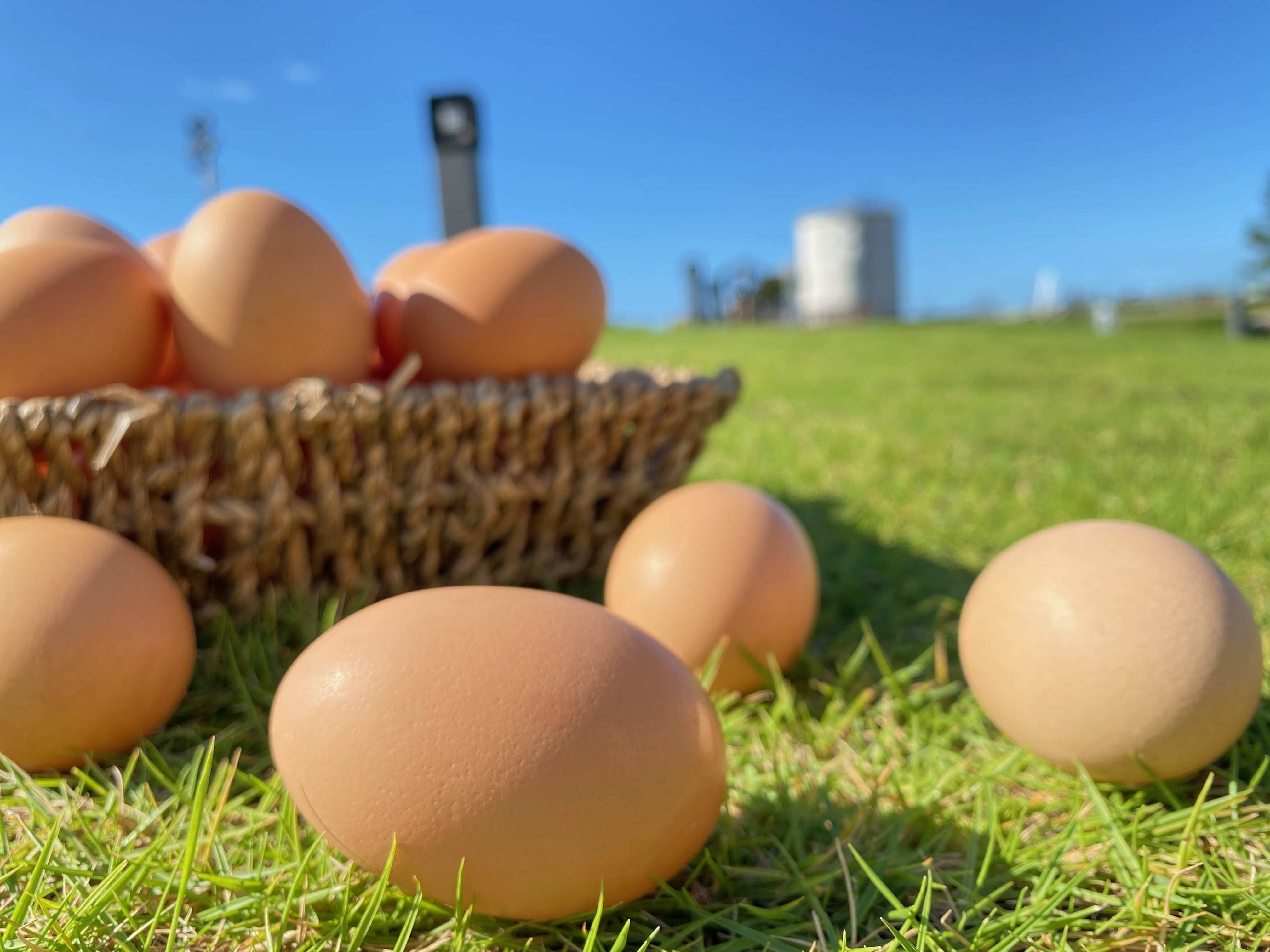 卵は栄養満点！！！食べることで得られる効果とは…？