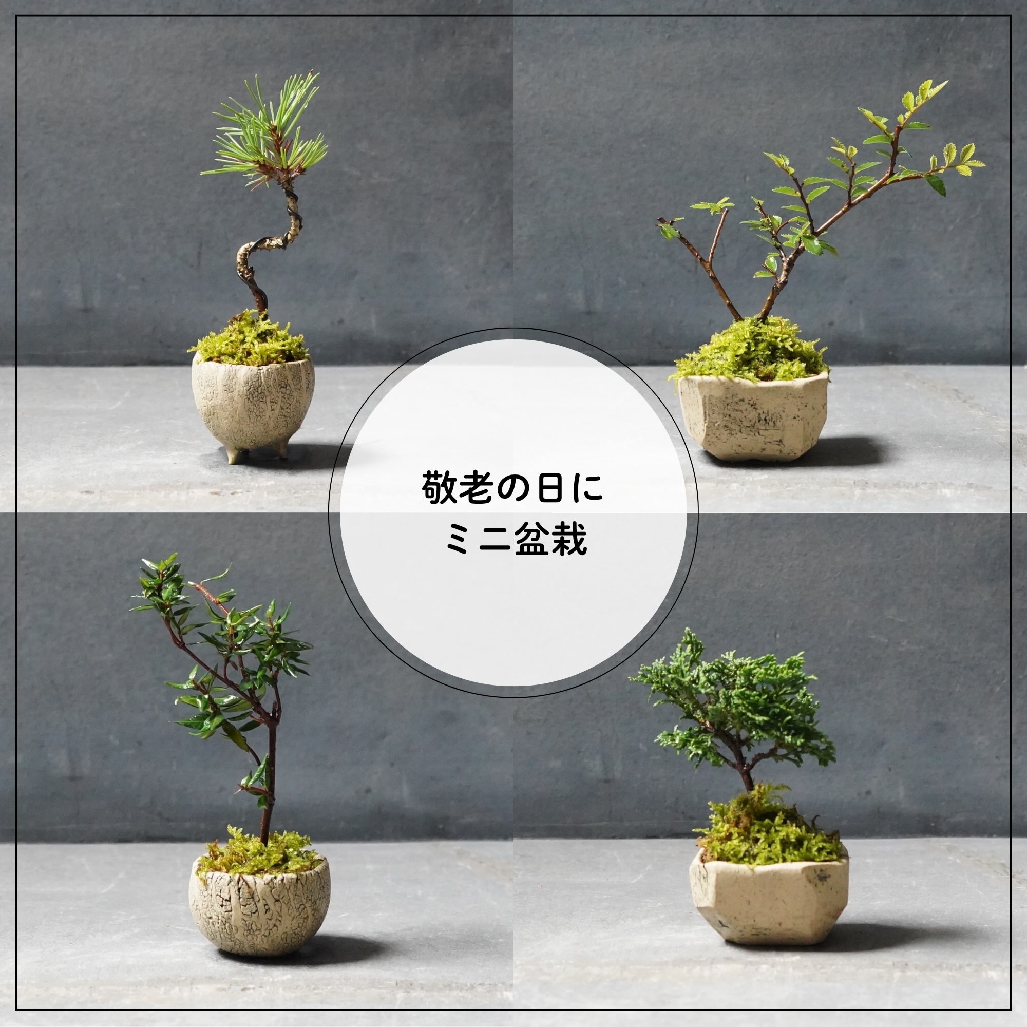 敬老の日ギフトに ミニ盆栽