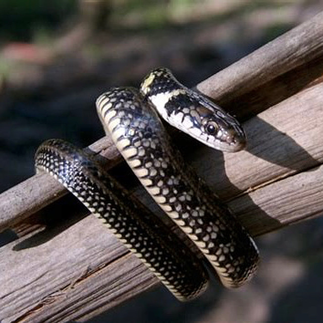 あけましておめでとうございます🐍