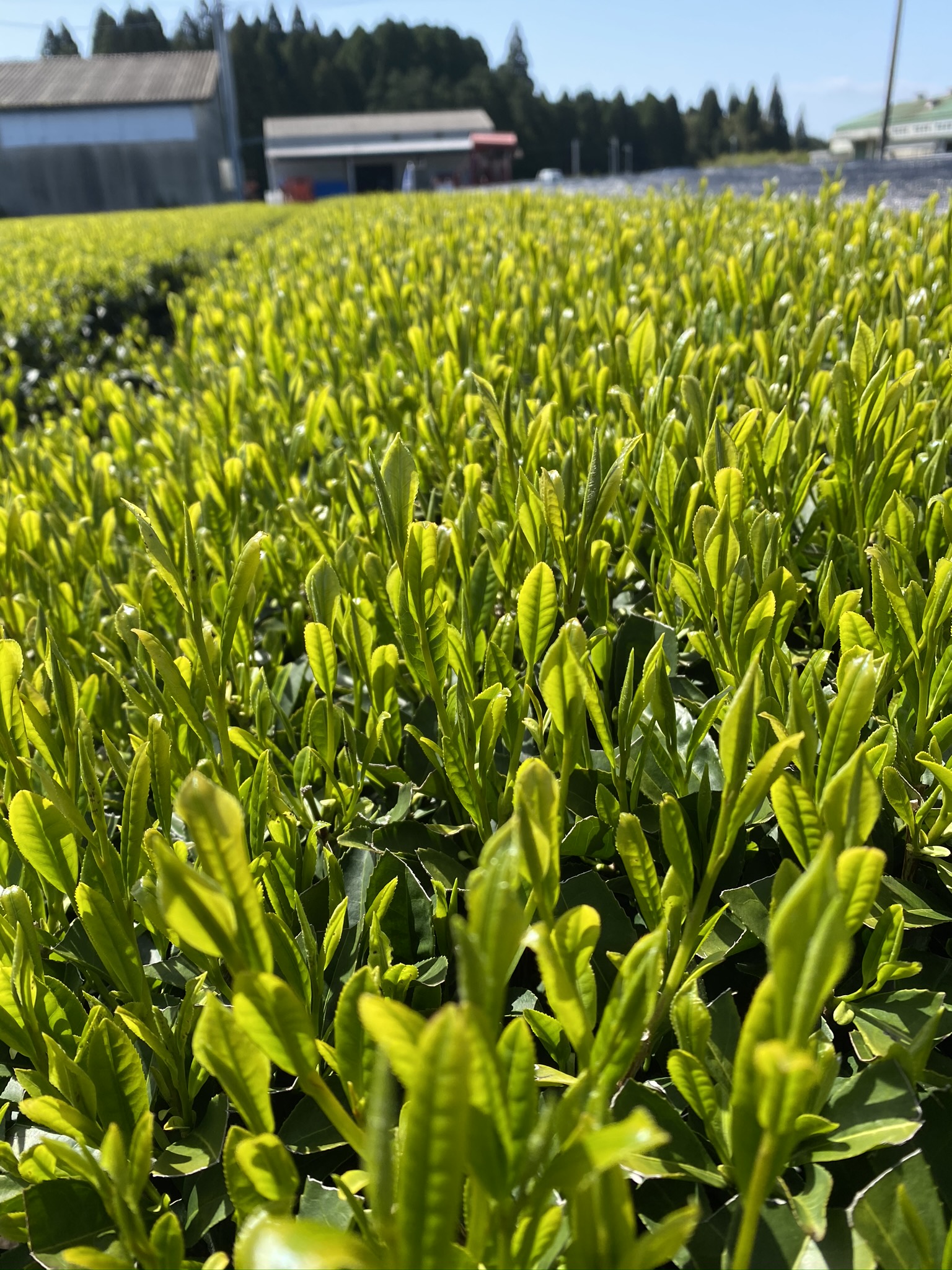 一息、霧島茶‼︎