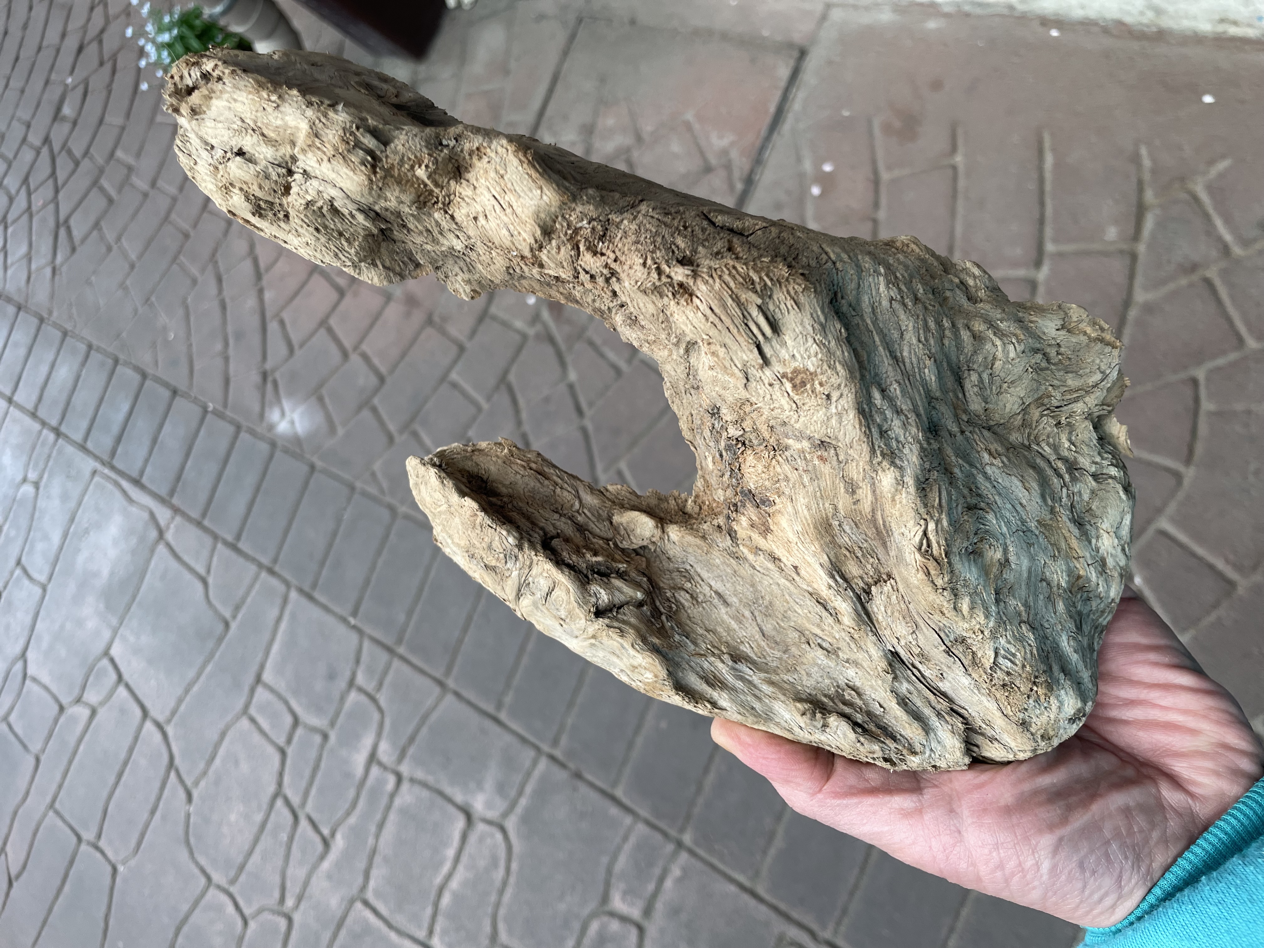 屋久杉流木の虎杢