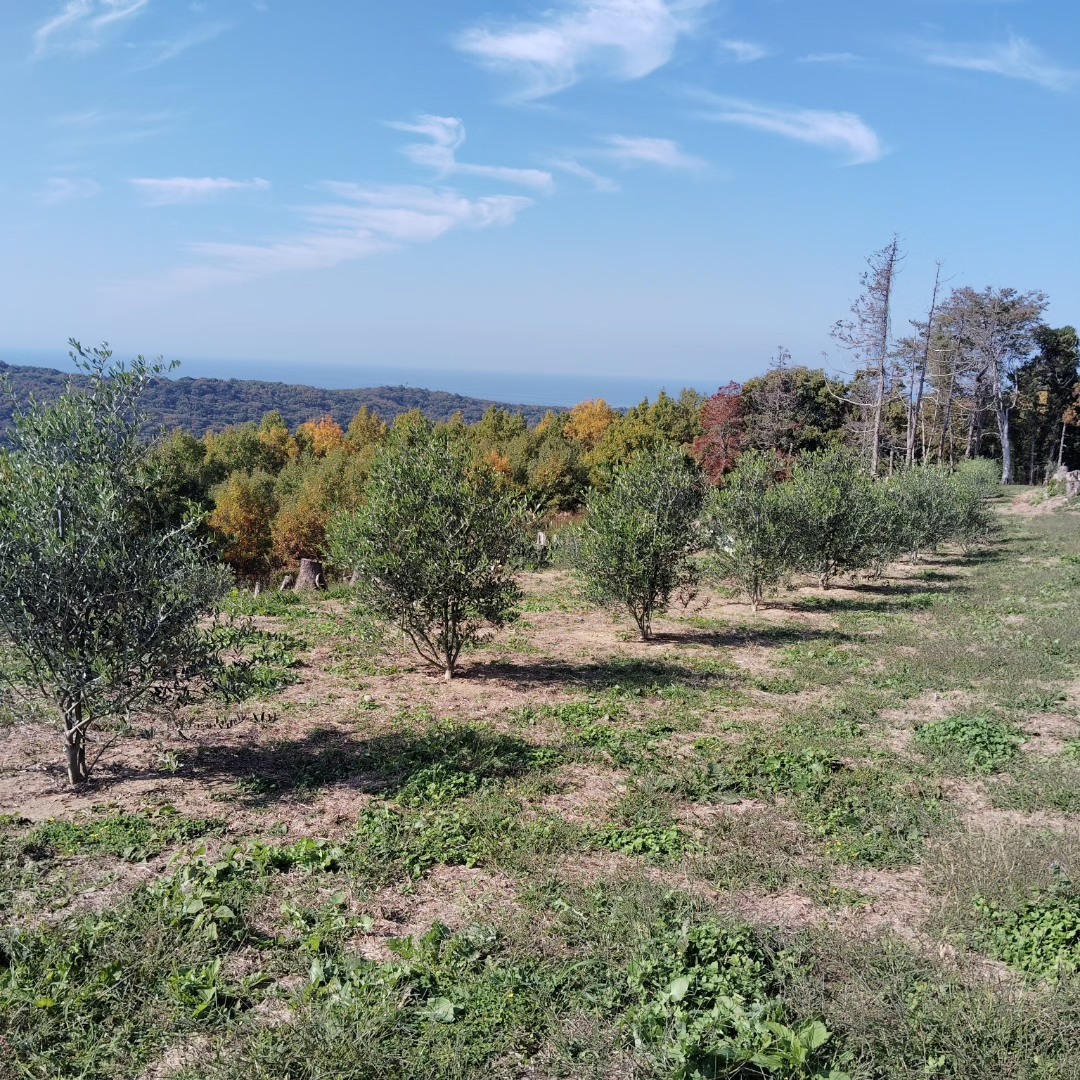 2025年のオリーブオイル12/7は販売スタートいたします