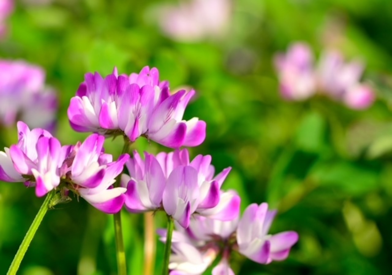 花が変わると味も変わる。蜂蜜の“花の個性”を知る楽しさ