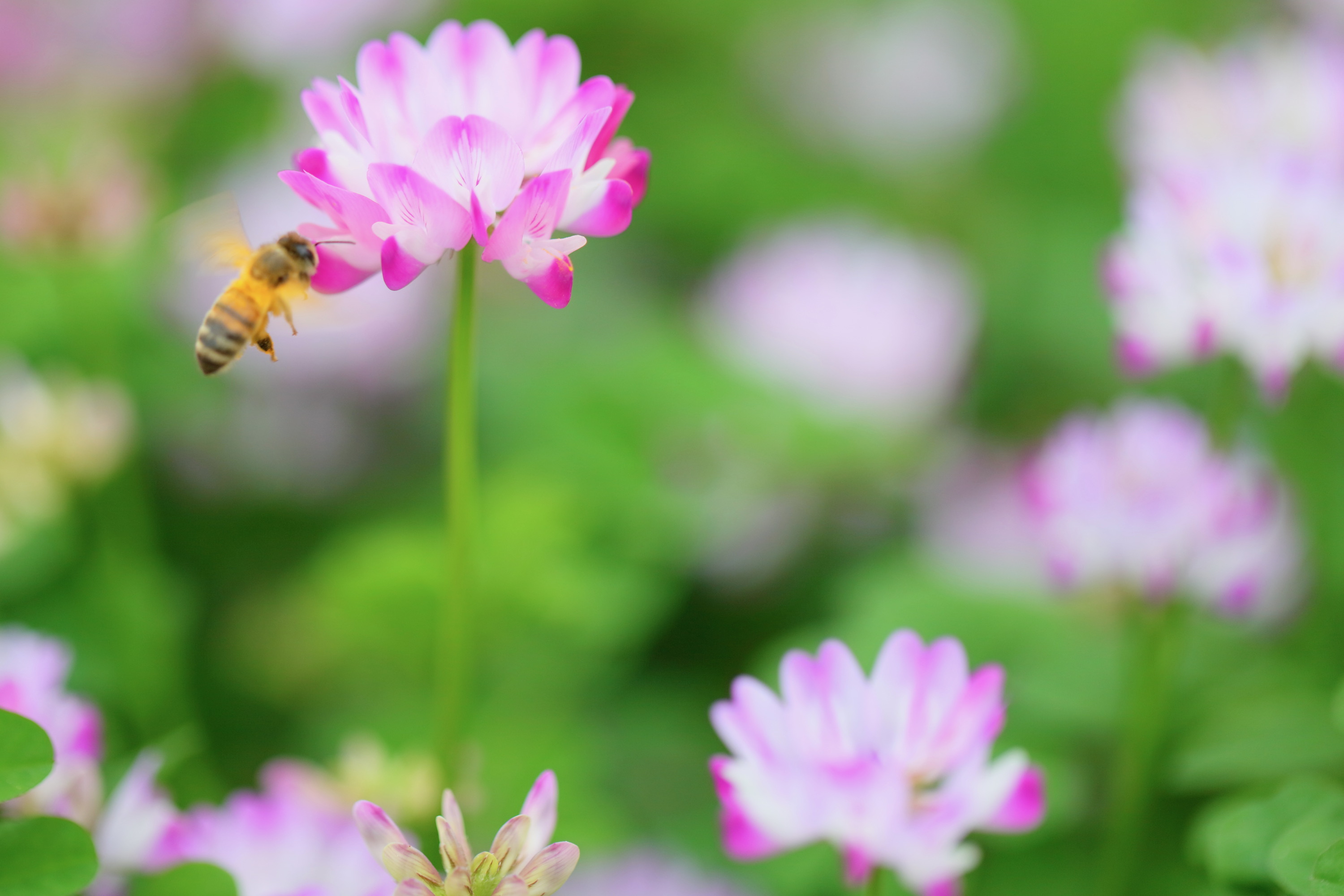 はちみつは安眠効果が期待できる？寝る前におすすめの理由を解説