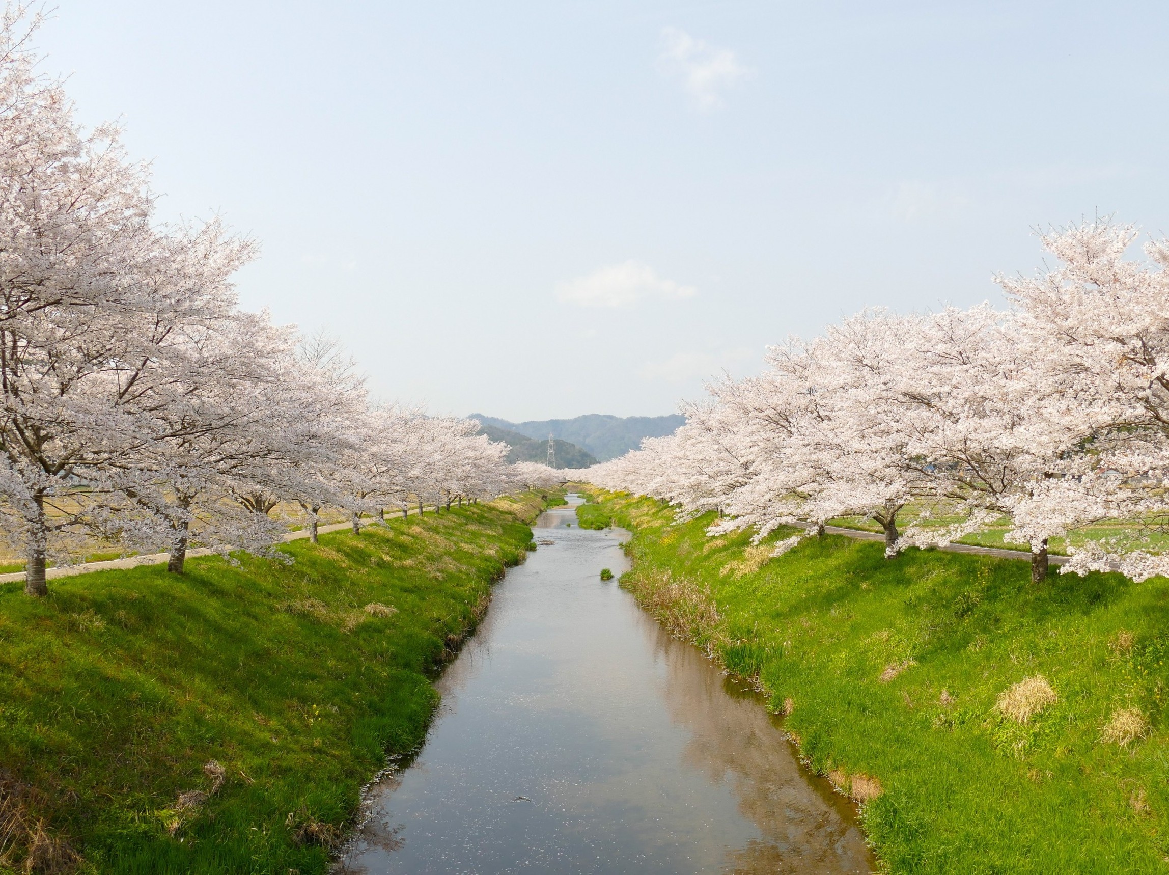 春におすすめの「はちみつ」は?