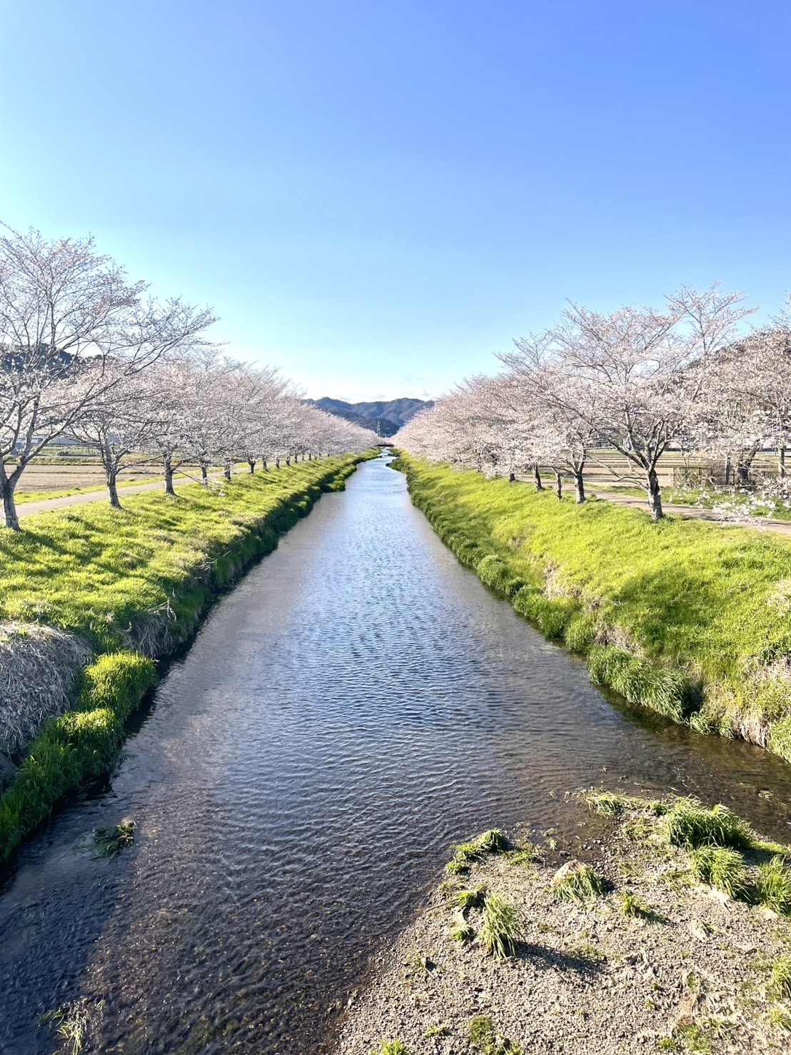 岐阜県山県市の桜並木