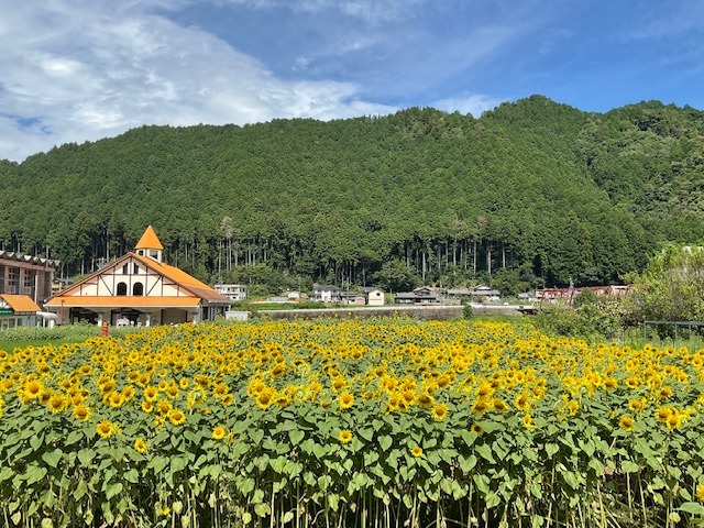 初夏にはちみつは傷む？保存のコツをやさしく解説