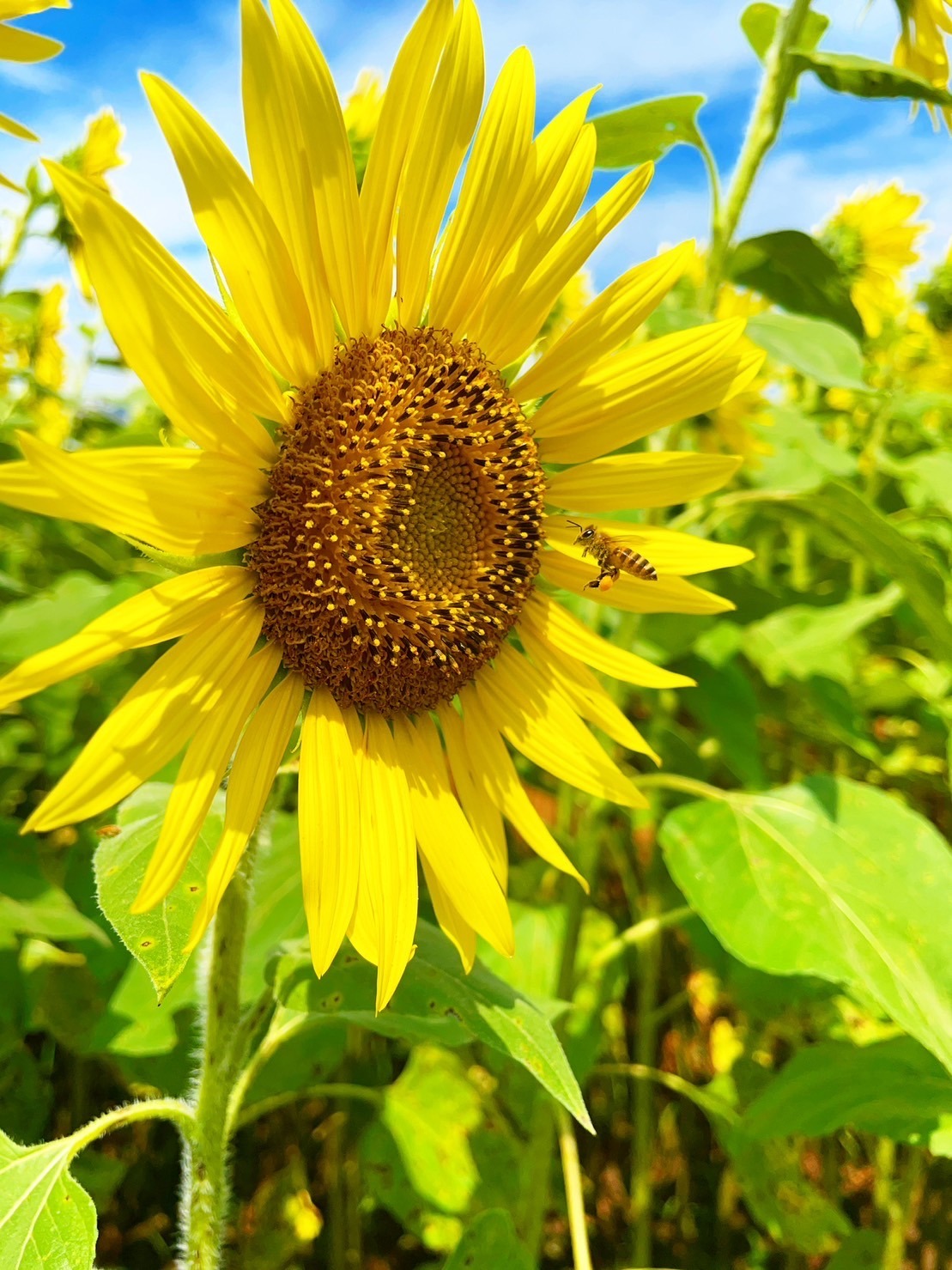 初夏にはちみつは傷む？保存のコツをやさしく解説