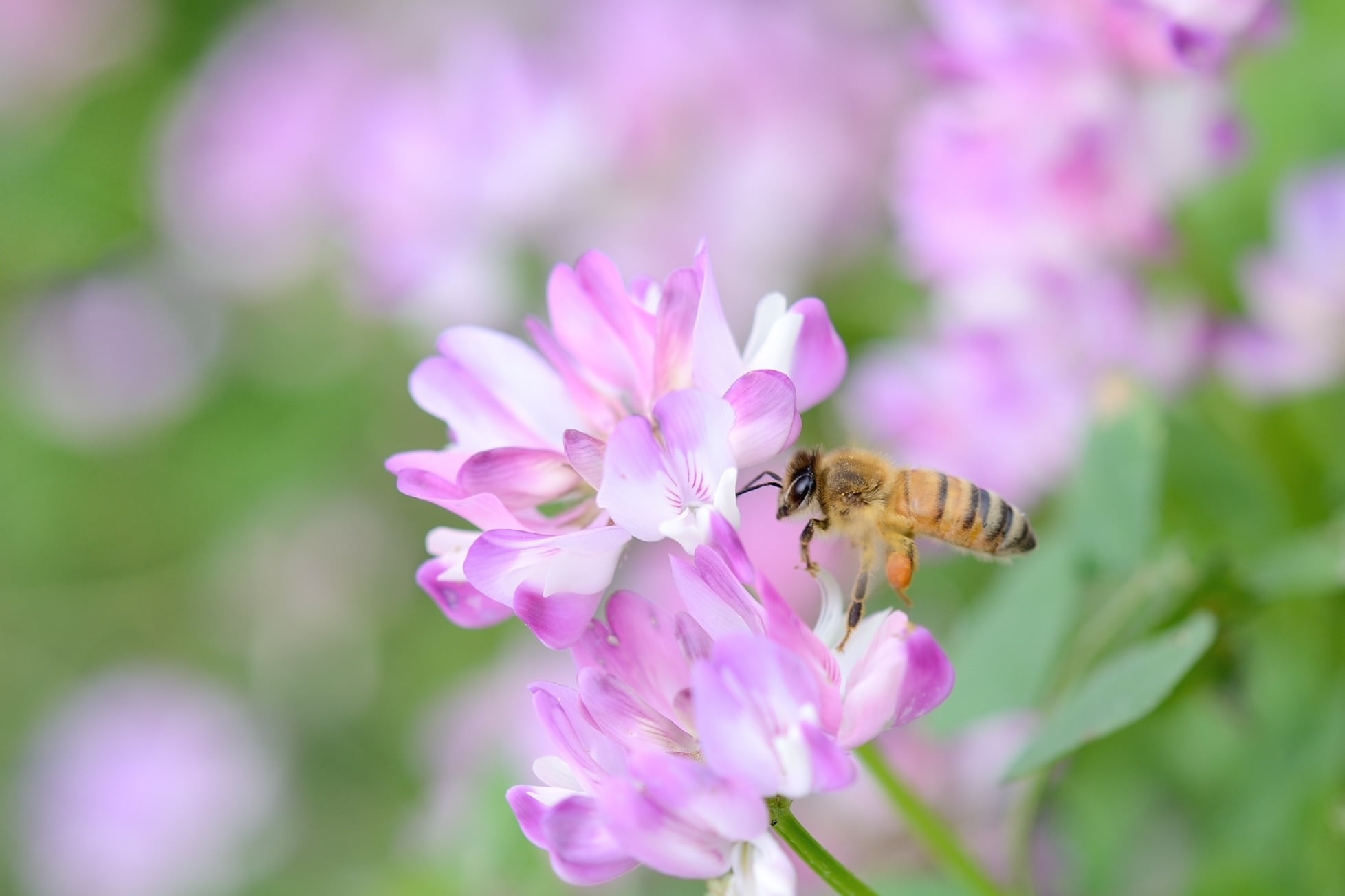 ミツバチは、1日に何個の花を訪れる？　はちみつができるまでの驚きの働き