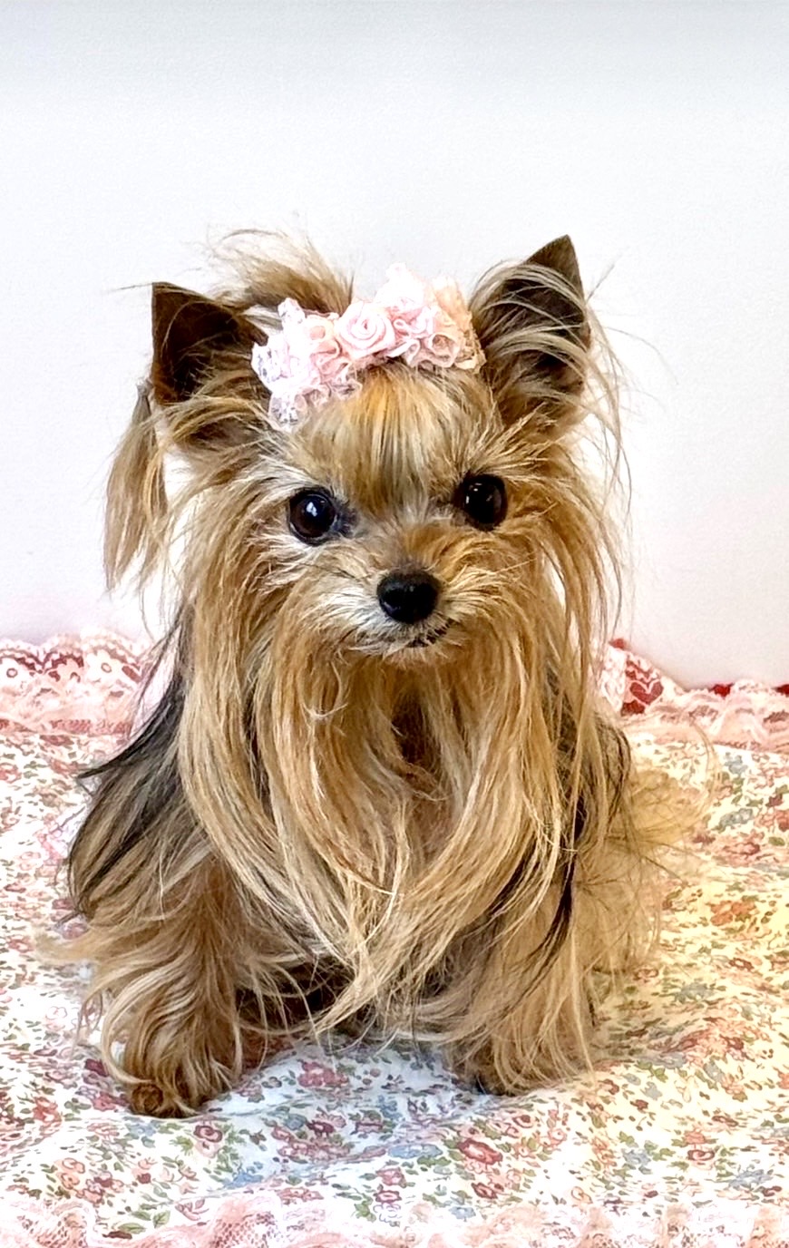 元気カラーのトートバッグ