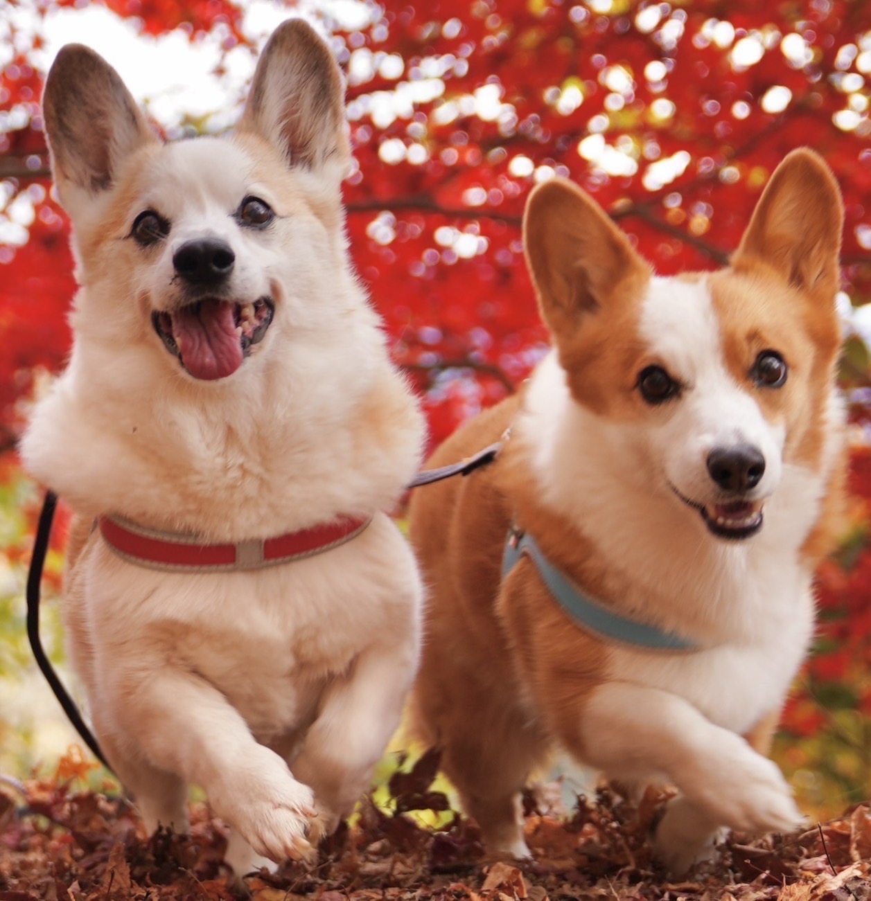 躍動感あふれるクッションカバー①