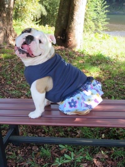 ブルドッグの服(お客様からの可愛いお写真)ワンピース