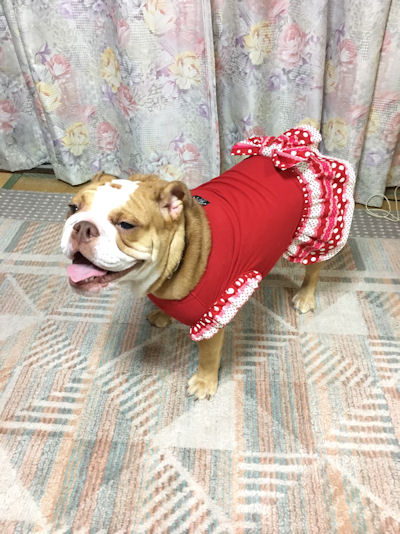 ブルドッグの服(お客様からの可愛いお写真）ワンピース、ちゃんちゃんこ、ジャケット。
