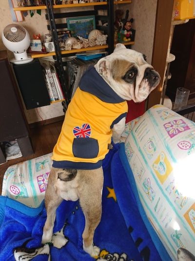 ブルドッグの服(お客様からの可愛いお写真)フード付きタンクトップ・ブチコちゃん